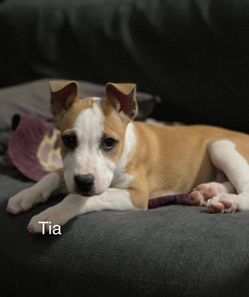 Tia Tia